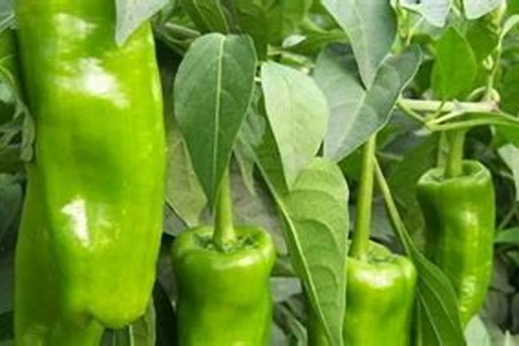 辣椒正确使用磷酸二氢钾