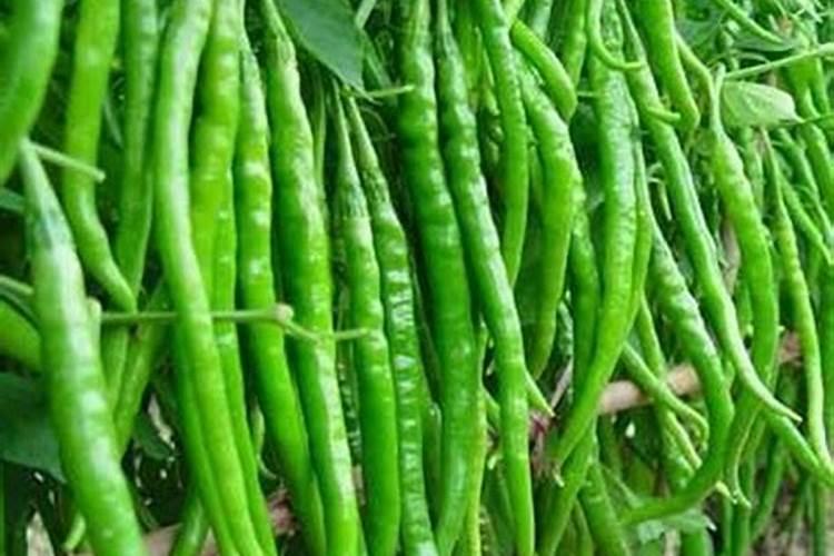 种辣椒用钾肥好还是尿素好？