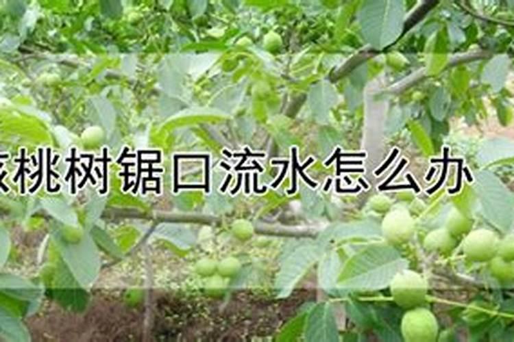核桃树剪枝流水怎么办？现在核桃树流黄水怎么办