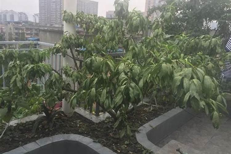 我家的桃树上多是白粉一样的东西,树枝多死了,有什么办法治疗？