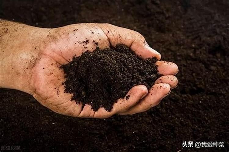 有机肥是指什么肥料,什么是有机肥料