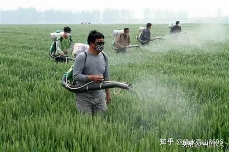 小麦“一喷三防”哪一遍必打？打几遍最好,推荐几个好的用药方案百度知 ...