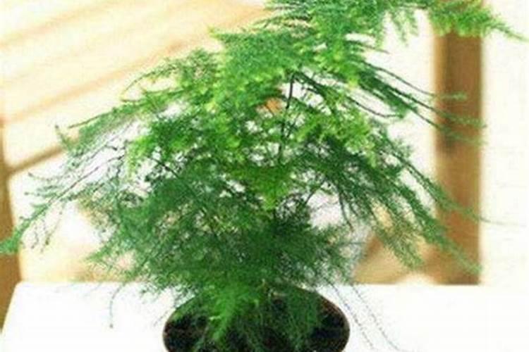 文竹需要上哪些肥料怎样养好？