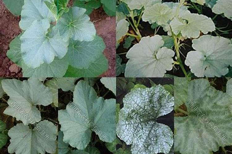 种植的南瓜发生了银叶病,这对南瓜会造成什么危害呢？