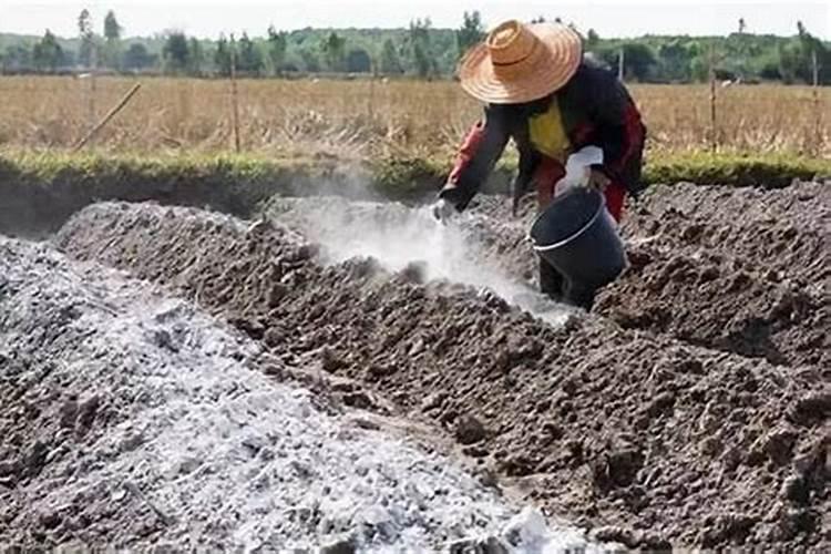 土壤中怎样施用钙肥——石灰和石膏？