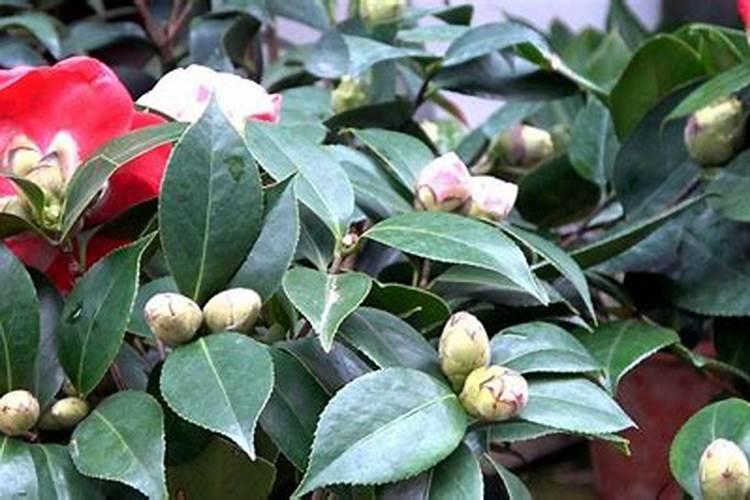 茶花的养殖方法和注意事项