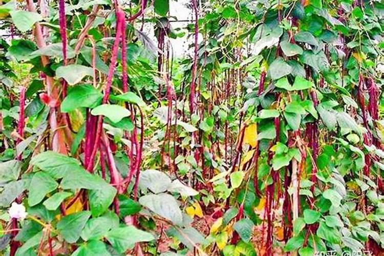 种豆角,农民做到哪几点,豆角摘完一茬又一茬？