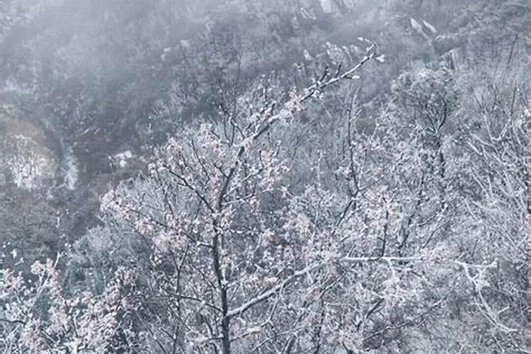 “忽如一夜春风来,千树万树梨花开”,梨花每年几月盛开？花期该怎么养 ...