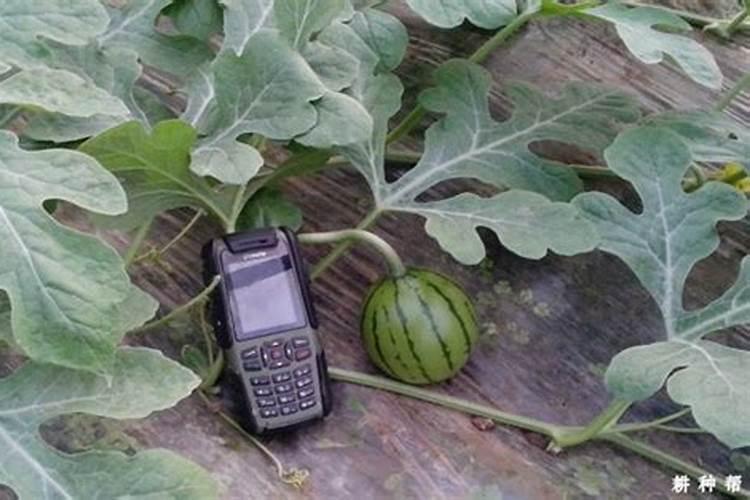 露地西瓜种植怎么用叶面肥施肥？