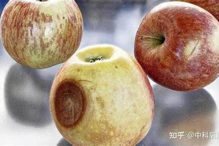 水溶肥容易导致水果腐烂吗为什么？
