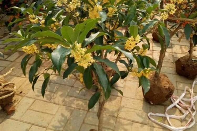 坐标沈阳,桂花,四年的嫁接四季桂为什么不开花？怎么做？