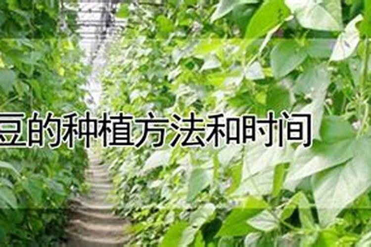 沈阳地区种植饭豆可以吗？