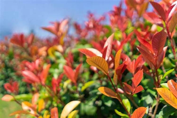红叶石楠什么时节喷叶面肥最好？