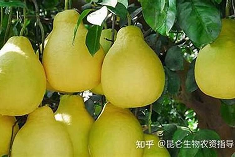 柚子树打什么叶面肥增甜？施肥时需要注意些什么？