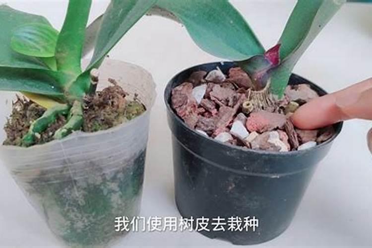 蝴蝶兰用什么肥好呢,我有磷酸二氢钾兑水可以吗