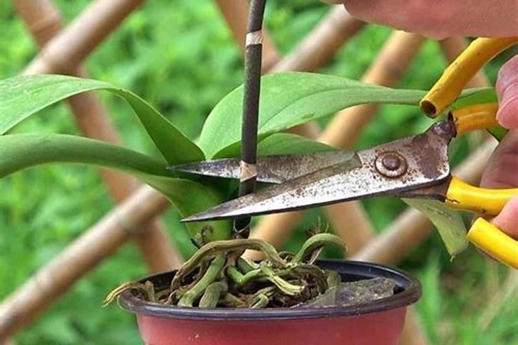 蝴蝶兰开败以后怎么处理干枯