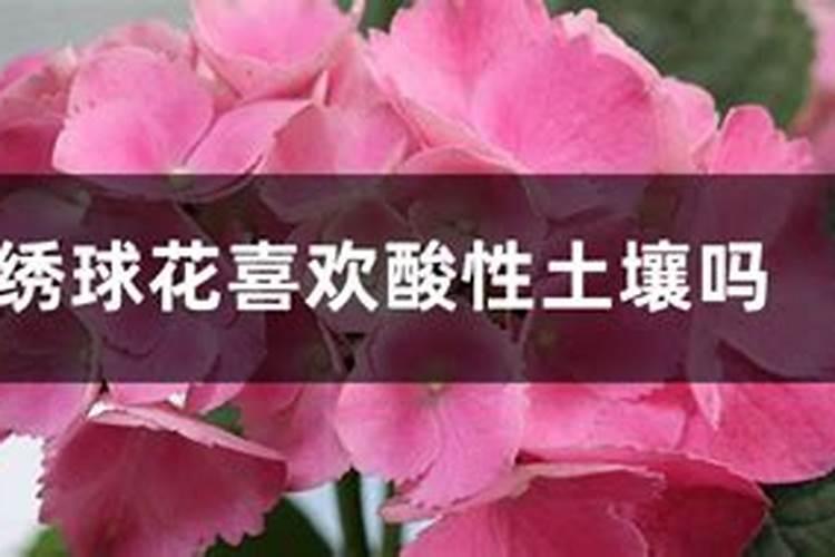 绣球花喜欢酸性土壤吗