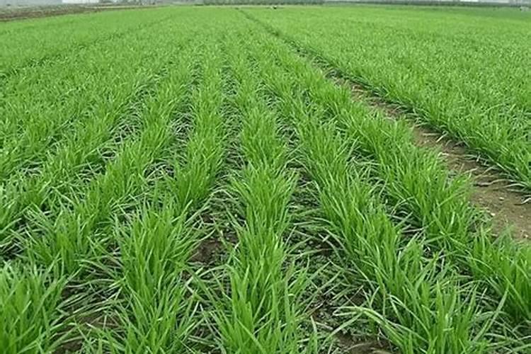 秋后韭菜的种植管理 韭菜怎么施肥好