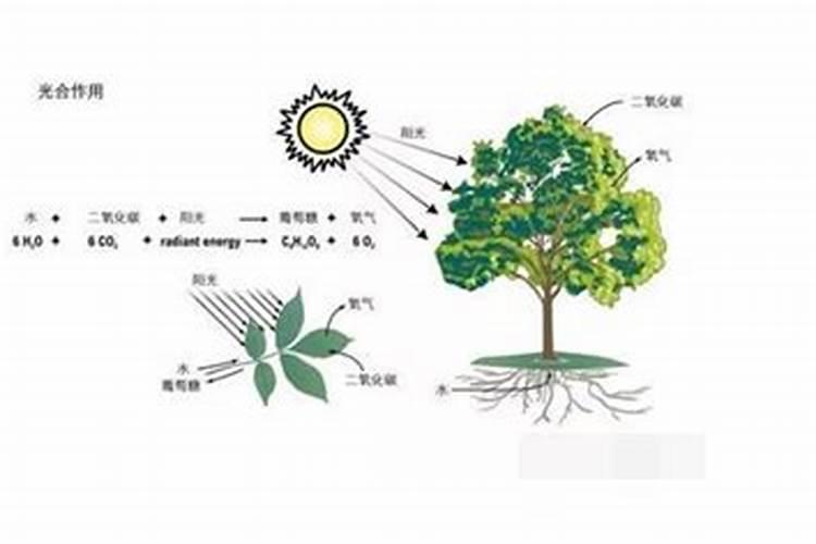 麦子如何利用光合作用获得有机物从而长大