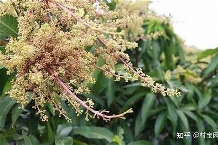 芒果开花期的管理技术是什么