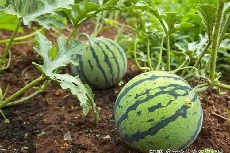 西瓜膨果期用什么肥料