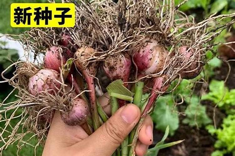独蒜种植方法