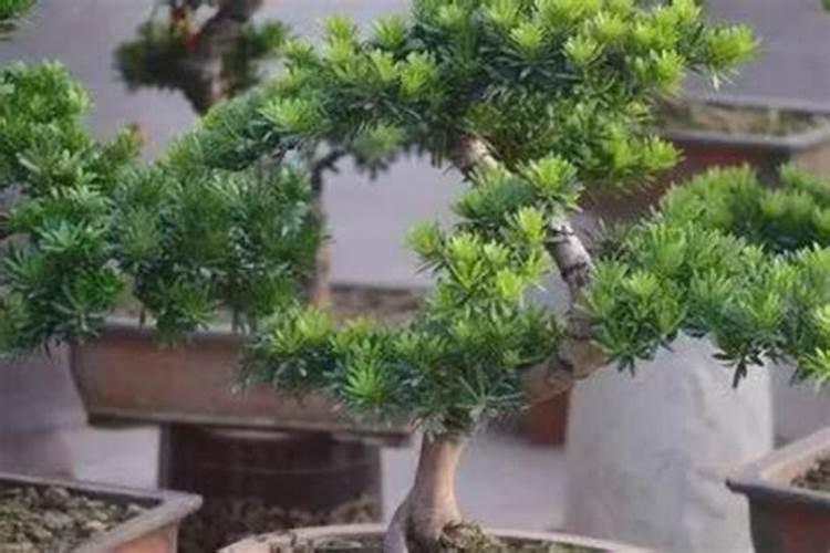 怎样清洗罗汉松叶面肥水的方法？