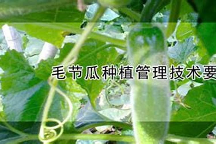 毛节瓜种植管理技术要点