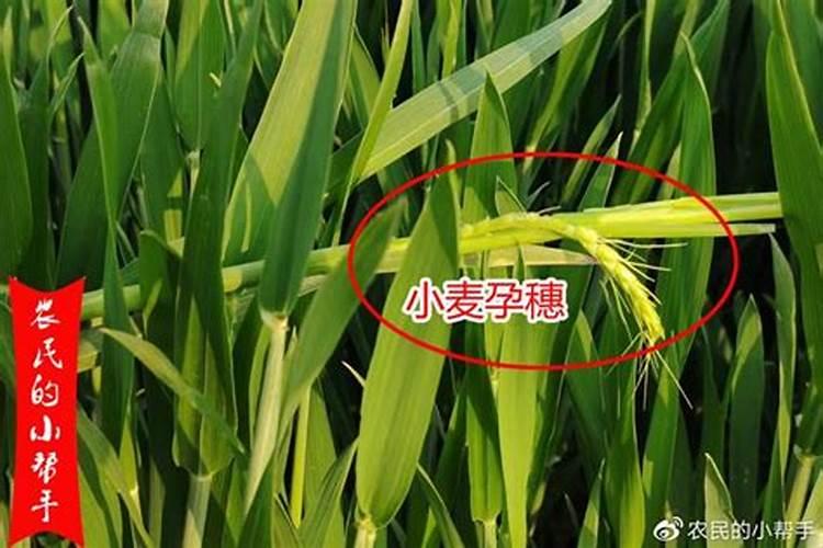 给小麦打叶面肥,是孕穗期还是出齐穗后呢？