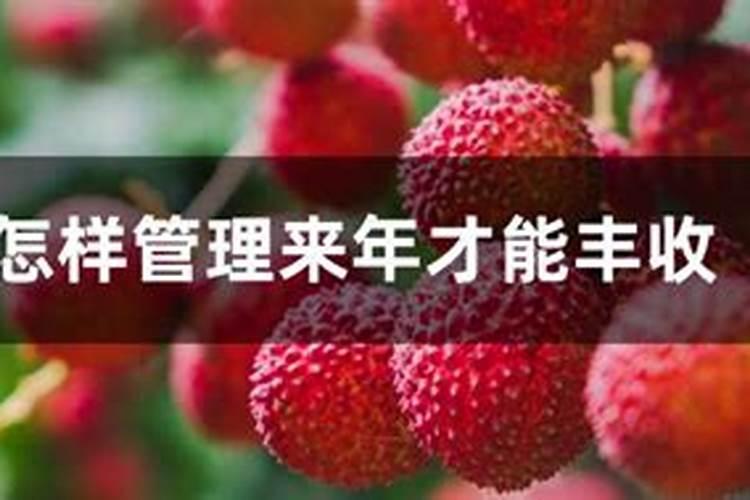 荔枝树怎样管理来年才能丰收