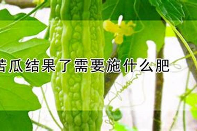 苦瓜结果了需要施什么肥 苦瓜施什么肥才挂果多