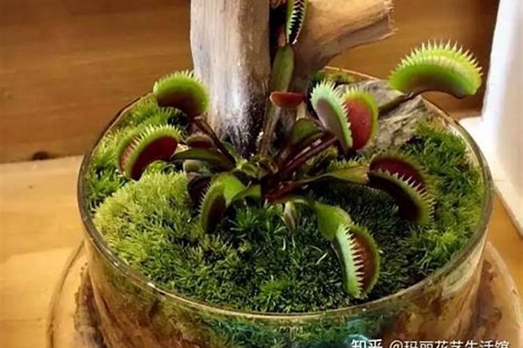 捕蝇草怎么施肥