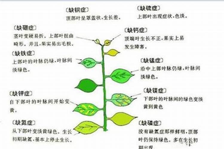 柑橘促花时间和药物