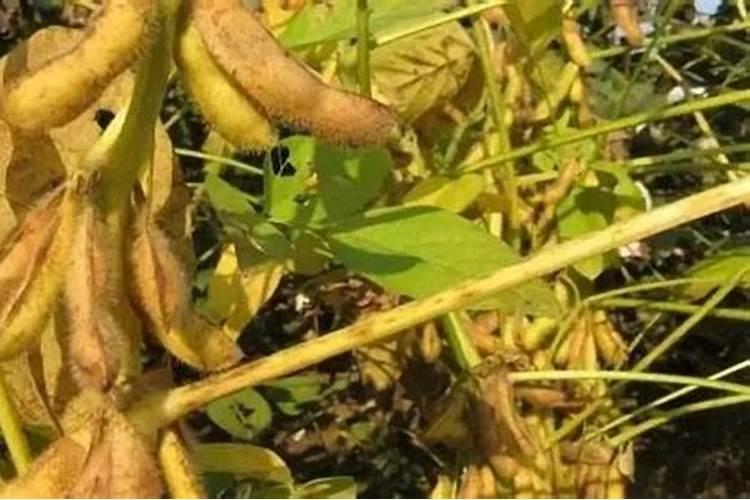 红小豆花荚脱落防治措施 花荚脱落怎么办