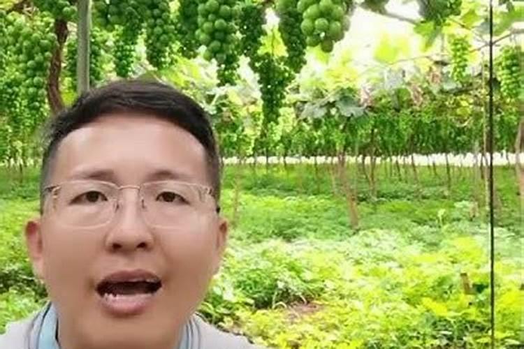 红糖水浇葡萄树的作用是什么？