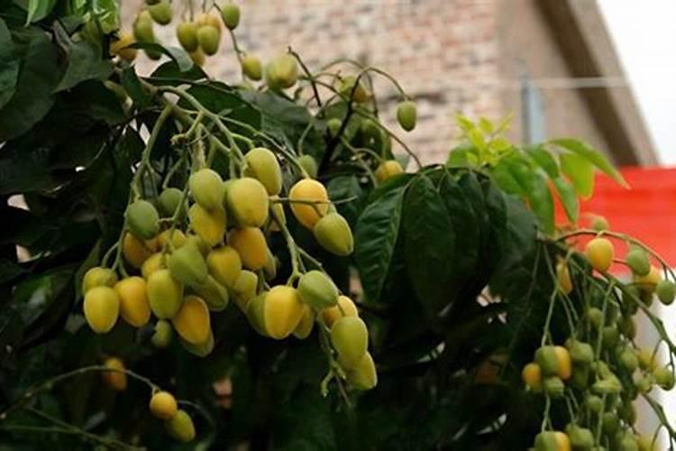 种植无核黄皮怎么管理？