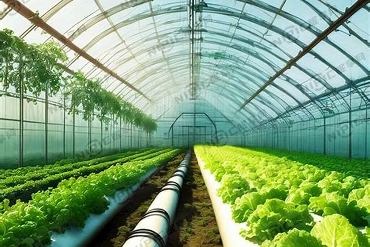 大棚里初栽阳光玖槐使用什肥料？