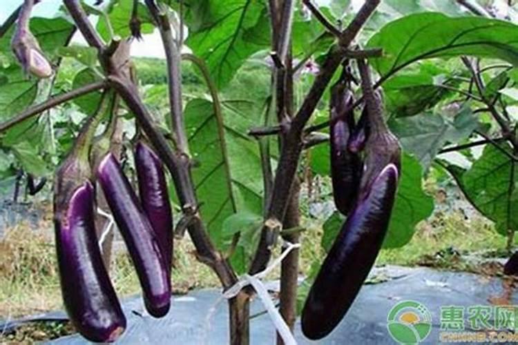 茄子缺素症防治方法