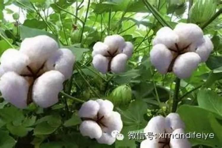 棉花如何才能高产