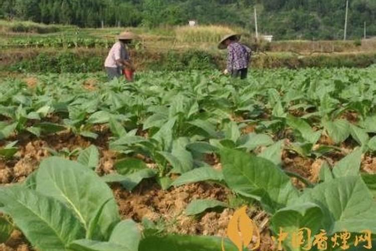 香烟幼苗如何栽培 香烟高效栽培技术介绍