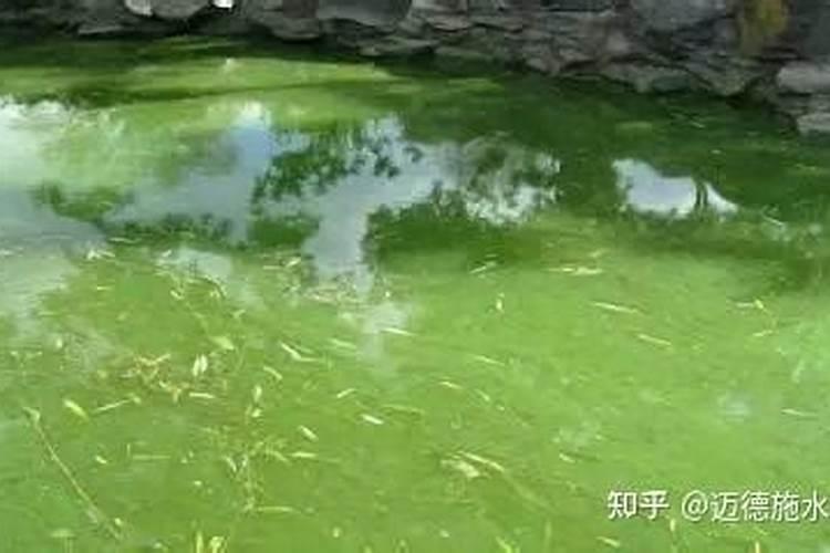 池塘水变绿咋处理