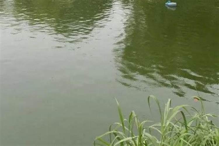 池塘水变绿怎么处理？