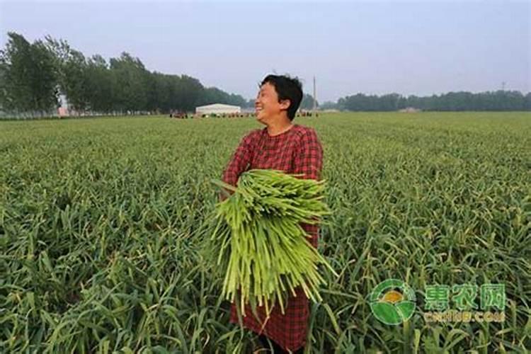 大蒜抽薹期可用磷酸二氢钾加尿素喷施吗？