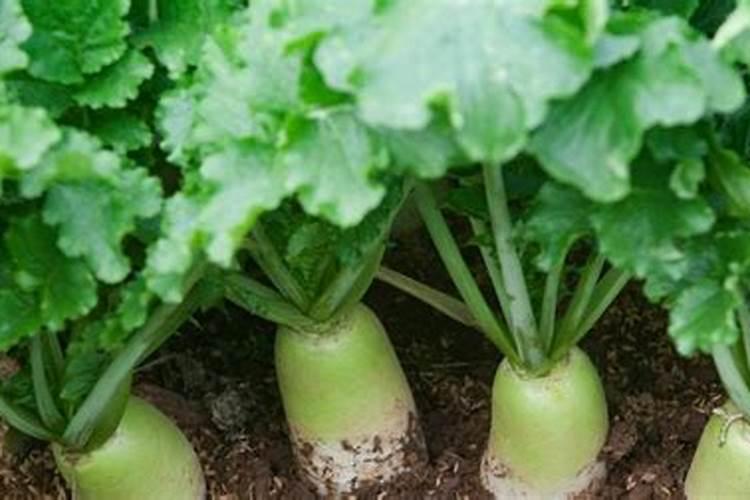种植秋季白萝卜用流酸钾好,还是氯化钾好