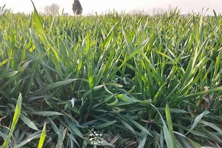 小麦除草剂打多久可以打叶面肥水？