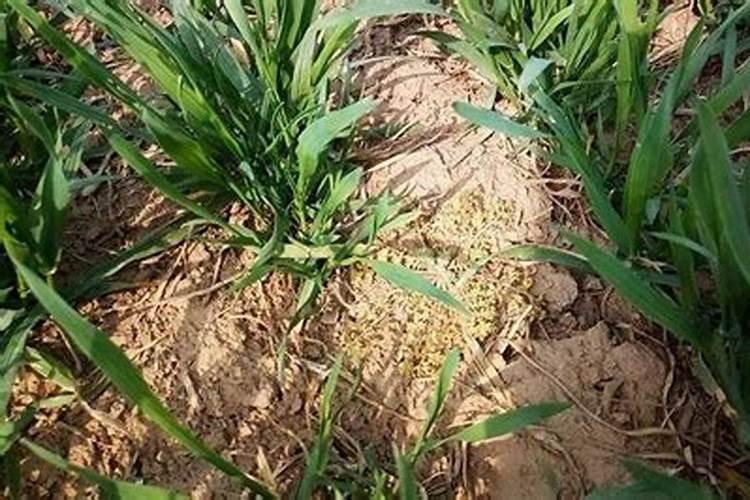 小麦打过除草剂几天可以打叶面肥