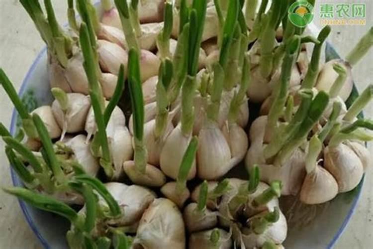 为什么说大蒜水是磷肥水的一种？