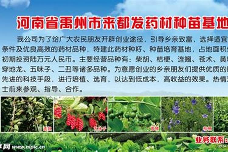 中药材种植技术分享 这五点一定要记住