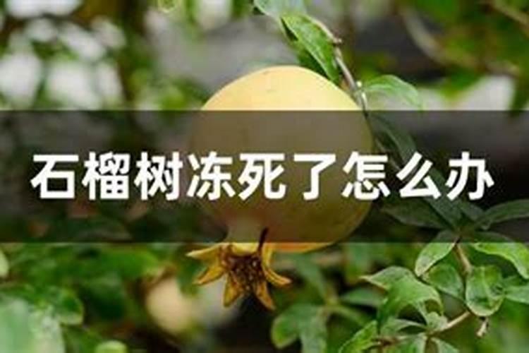 石榴树今年冬天树枝冻死了,树干还活着,应该怎么救活他的？