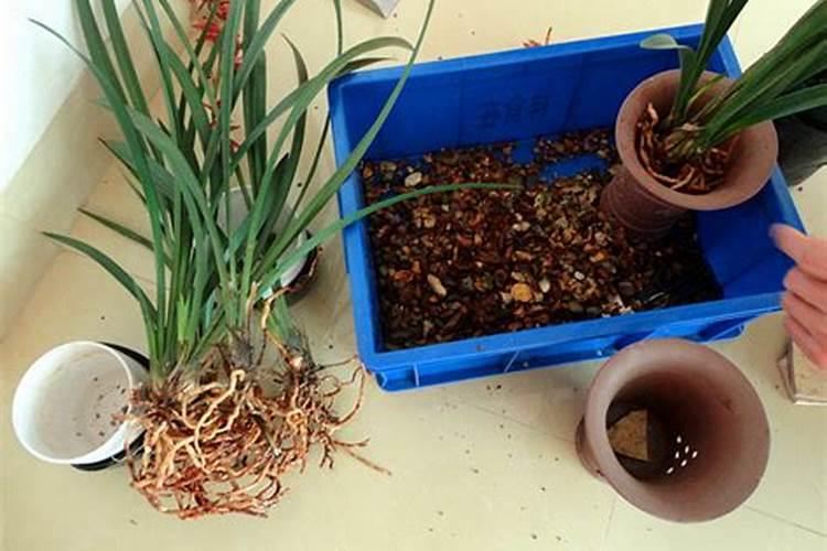 兰花分株后如何浇水施肥？